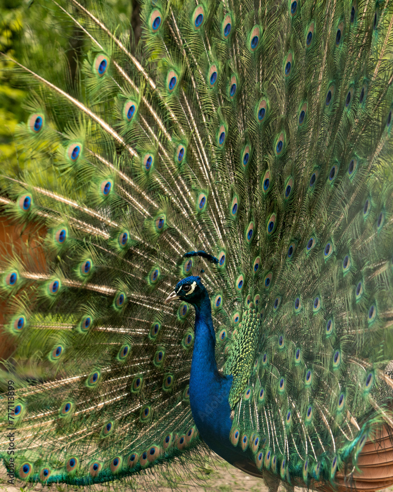 Obraz premium Close up of colorful peacock with his feathers fanned out