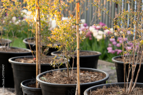 Young blueberry shoots are planted in huge pots in the garden