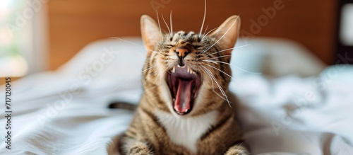 A cat rests on the bed with its mouth wide open.