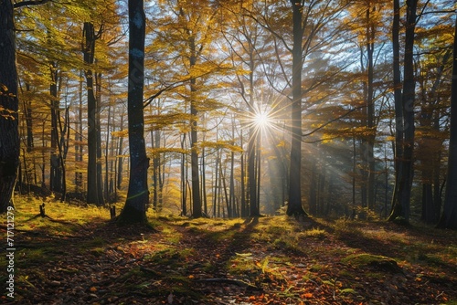Wald Panorama mit Sonnenstrahlen © Sardar
