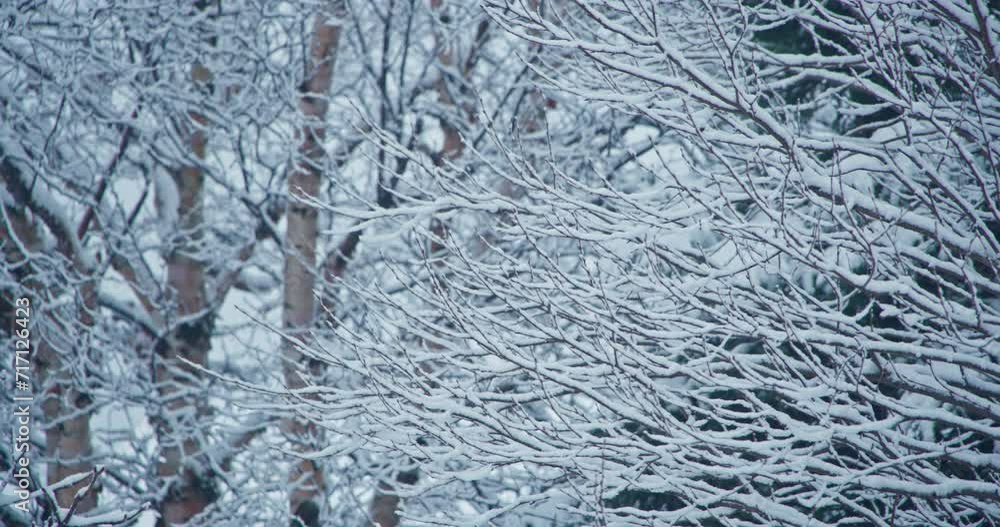 Snow accumulation covered bare tree pan left Snow accumulation covered bare tree pan left