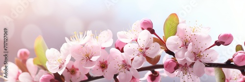 Delicious cherry blossom sakura background banner with ample copy space and vibrant spring colors