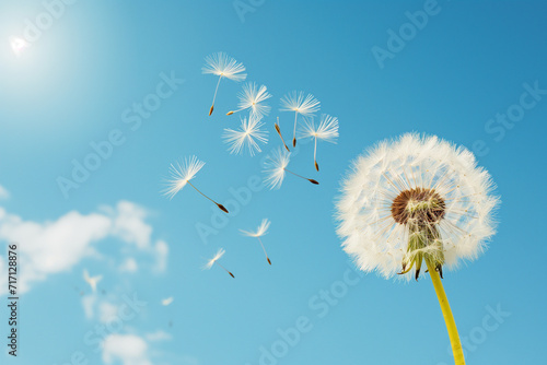 dandelion against blue sky © alex
