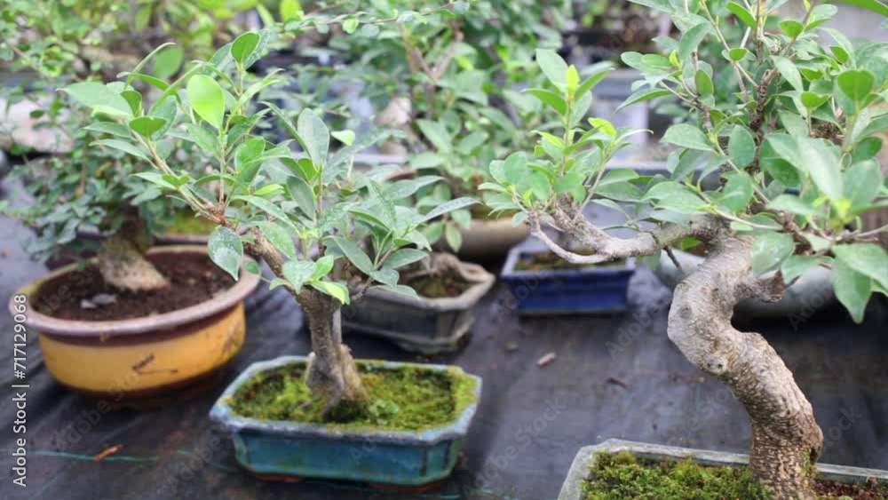 Many different bonsai trees in pots on the shelf at greenhouse. Many different bonsai trees in pots on the shelf at greenhouse.