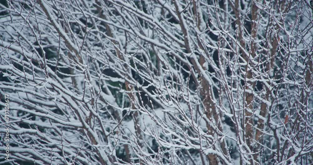 Snow accumulation covered bare tree tilt down Snow accumulation covered bare tree tilt down
