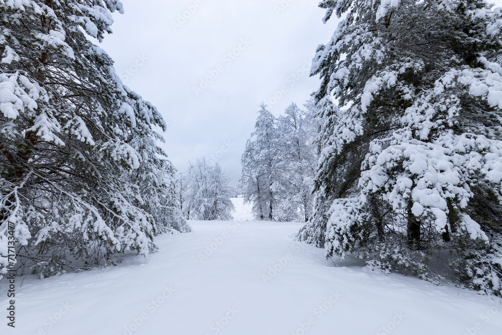 Fototapeta premium Theatrical winter composition. Classic composition of trees with three plans.