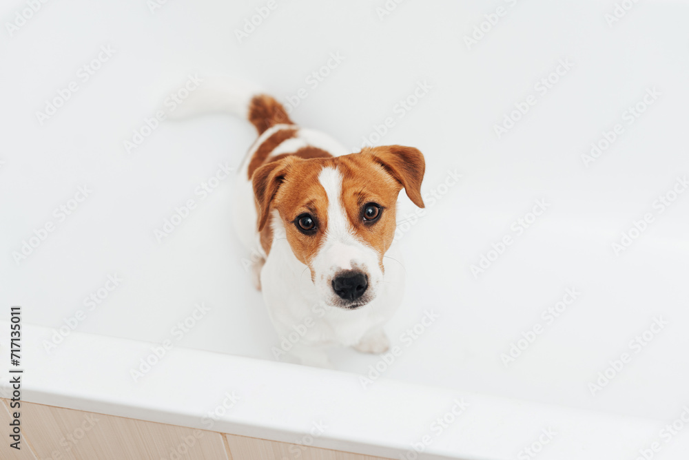 Cute Jack Russell Terrier dog taking bath at home. Portrait of adorable dog standing in bathtub and looking at the camera