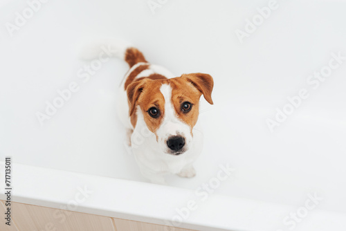 Cute Jack Russell Terrier dog taking bath at home. Portrait of adorable dog standing in bathtub and looking at the camera © Anna