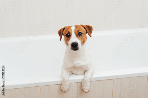 Cute Jack Russell Terrier dog taking bath at home. Portrait of adorable dog standing in bathtub and looking at the camera © Anna