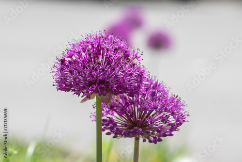 Allium hollandicum persian onion dutch garlic purple sensation flowering plant  ornamental flowers in bloom