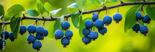 Fresh and juicy saskatoon berries background banner for food and agriculture marketing photo