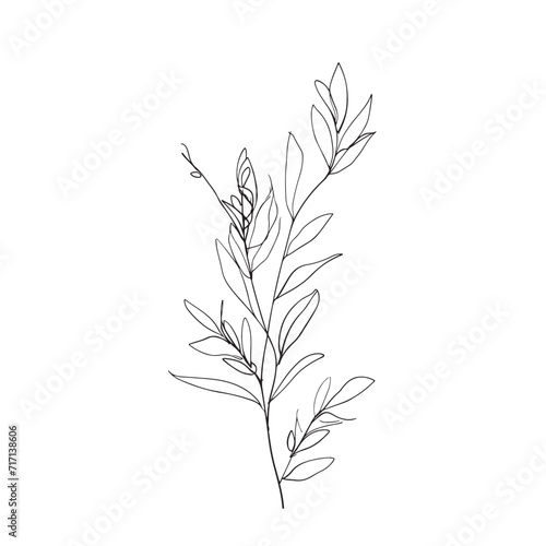 Simple line drawing of an olive branch. Elegant illustration for invites and cards