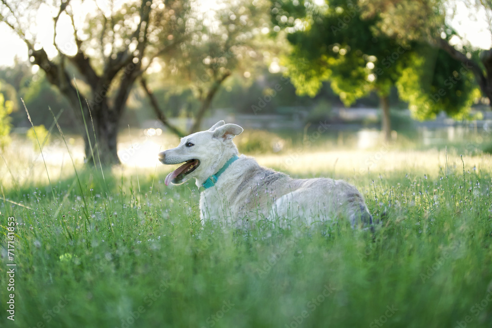 Obraz premium sheep in the field