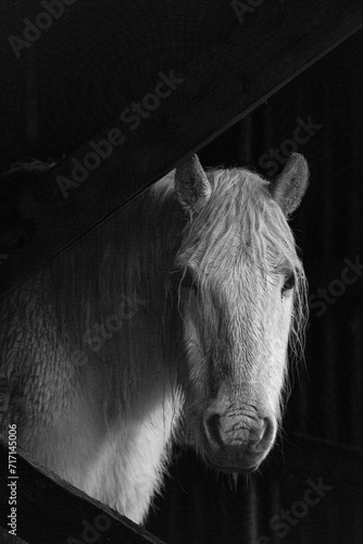 Fototapeta Naklejka Na Ścianę i Meble -  White Horse Portrait