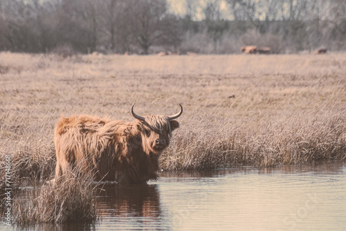 highland cow in the water