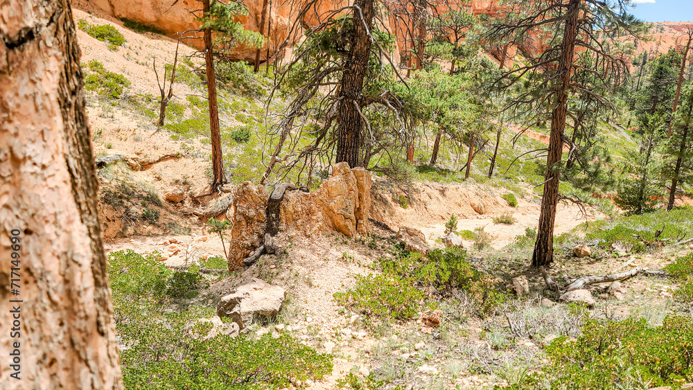 Obraz premium Bryce Canyon National Park, Utah