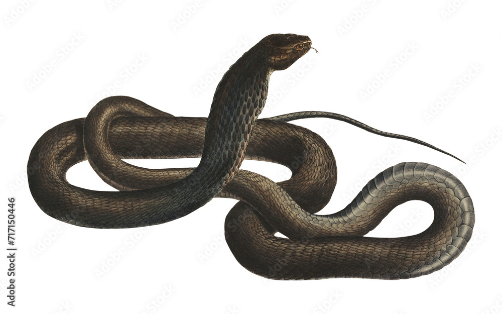 Obraz premium Vintage Dark Cobra Scientific Illustration Venomous Snake