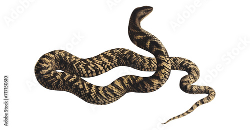 Vintage Cobra Scientific Illustration Venomous Snake