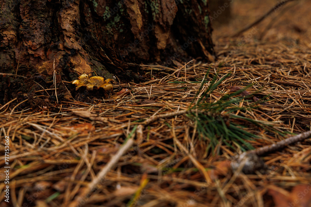 Mushroom and moss on the tree Mushroom and moss on the tree