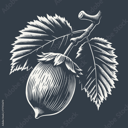 Hazelnut on a branch with leaves. Vintage woodcut style vector illustration on dark background.