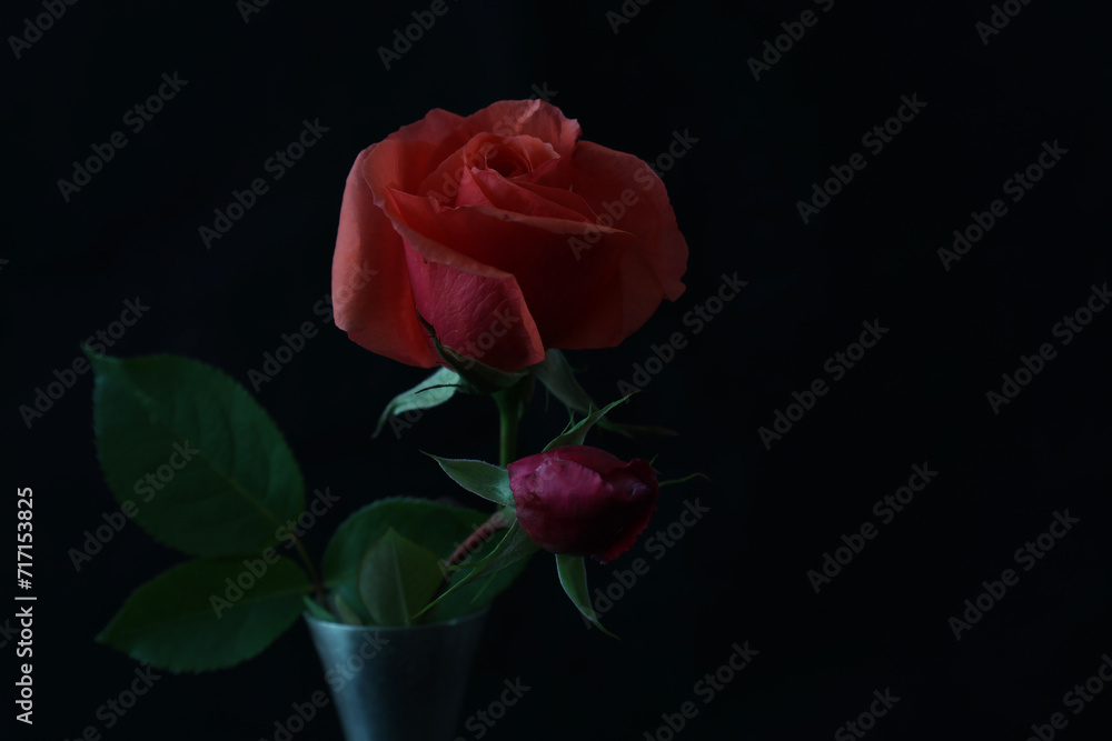 Obraz premium 黒背景の錫製花器に活けた赤い薔薇