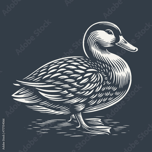 Duck. Vintage woodcut style vector illustration on dark background.