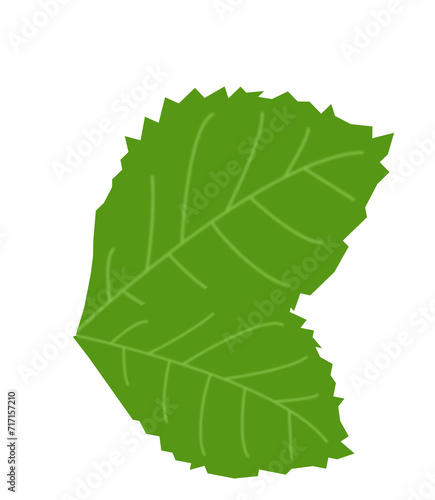 leaf illustration photo