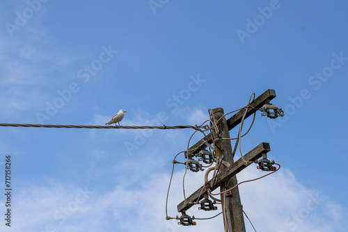 seagull on power lines and electricity pole