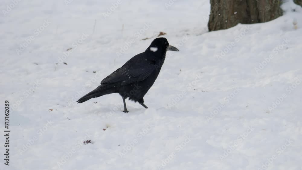 Black Raven. The bird is eating. Raven got food. Food in the beak. Bird on a tree. A raven sits on a branch and pecks food. Black Raven. The bird is eating. Raven got food. Food in the beak. Bird on a tree. A raven sits on a branch and pecks food.