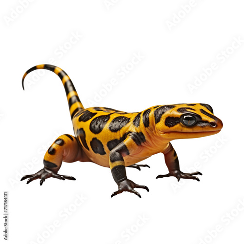 Salamander clip art