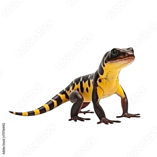 Salamander clip art