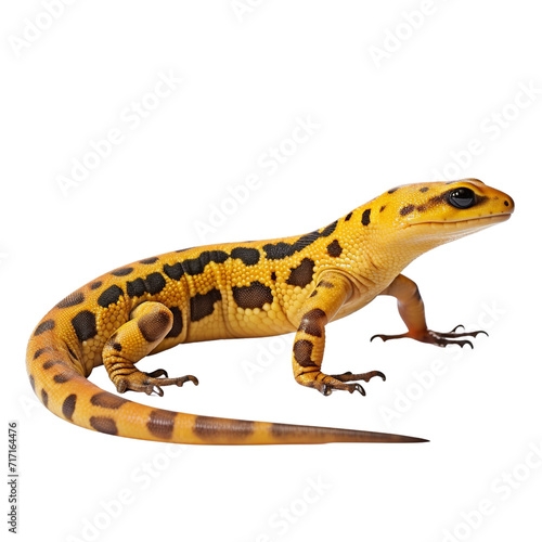 Salamander clip art