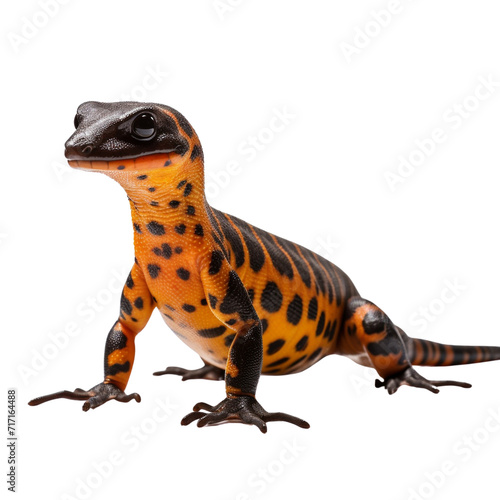 Salamander clip art