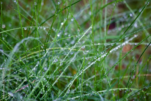 dew on grass