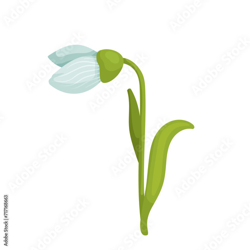 Colorful spring snowdrop flower. Vector graphics.