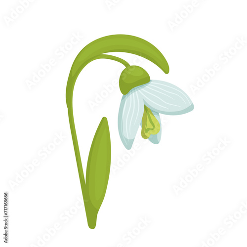 Colorful spring snowdrop flower. Vector graphics.