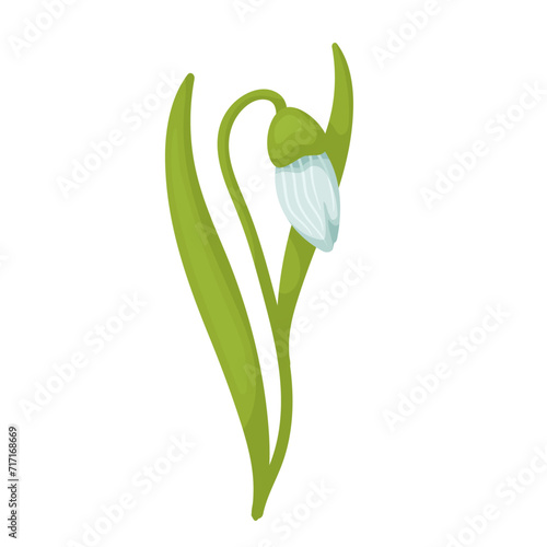 Colorful spring snowdrop flower. Vector graphics.