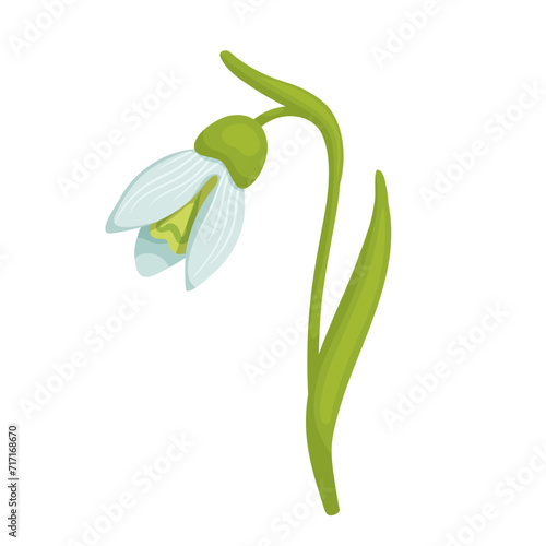 Colorful spring snowdrop flower. Vector graphics.