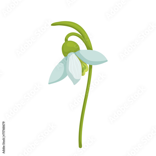 Colorful spring snowdrop flower. Vector graphics.