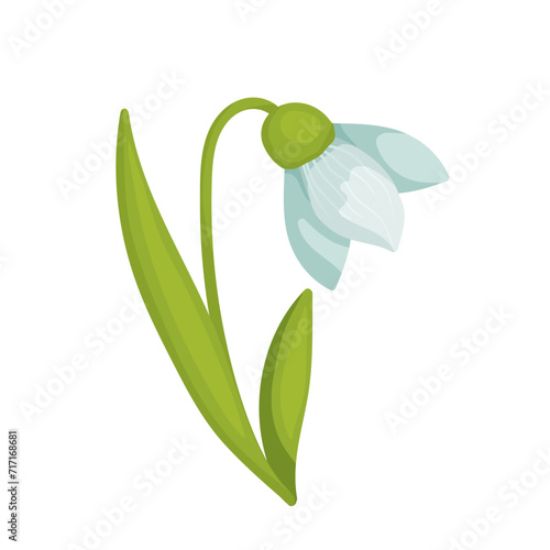 Colorful spring snowdrop flower. Vector graphics.
