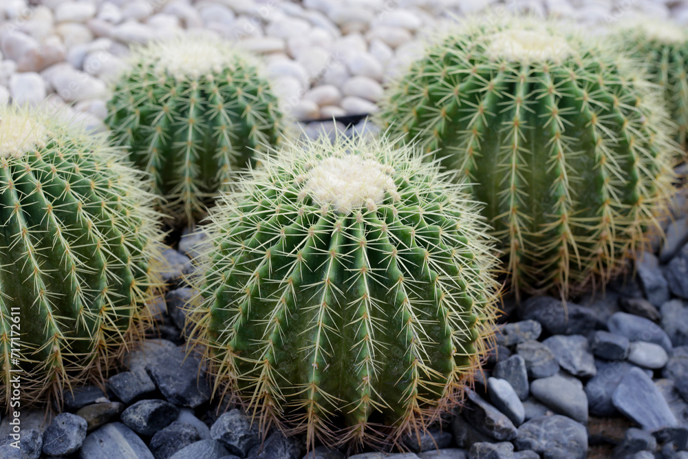 Golden ball cactus or echinocactus grusonii Golden ball cactus or echinocactus grusonii
