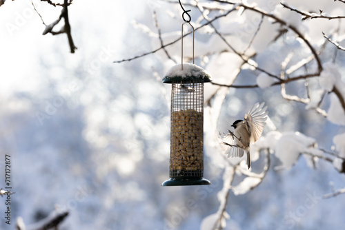 a bird flying on feeding place, wings wide open, (marsh tit, Sumpfmeise, Parus palustris), backlight, blurred background, white winter snow colours)