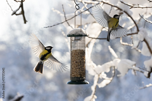 two birds flying on feeding place, wings wide open, (great tit, Kohlmeise, Parus major), backlight, blurred background, snow, winter white and blue colours