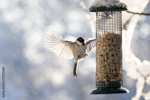 a bird flying on feeding place, wings wide open, (marsh tit, Sumpfmeise, Parus palustris), backlight, blurred background, white winter snow colours)