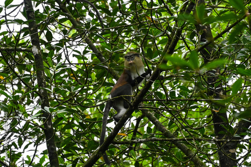 Monameerkatze im Mangrovenwald auf Sao Tome