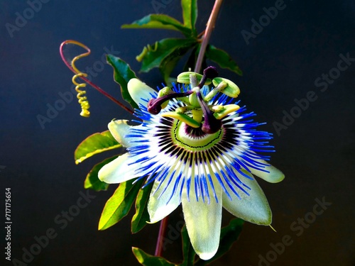 Passion Flower (Passiflora Cerulea) photo