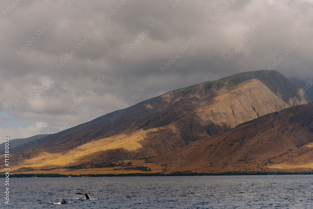 Whale Tail in Ocean of the coast of Maui