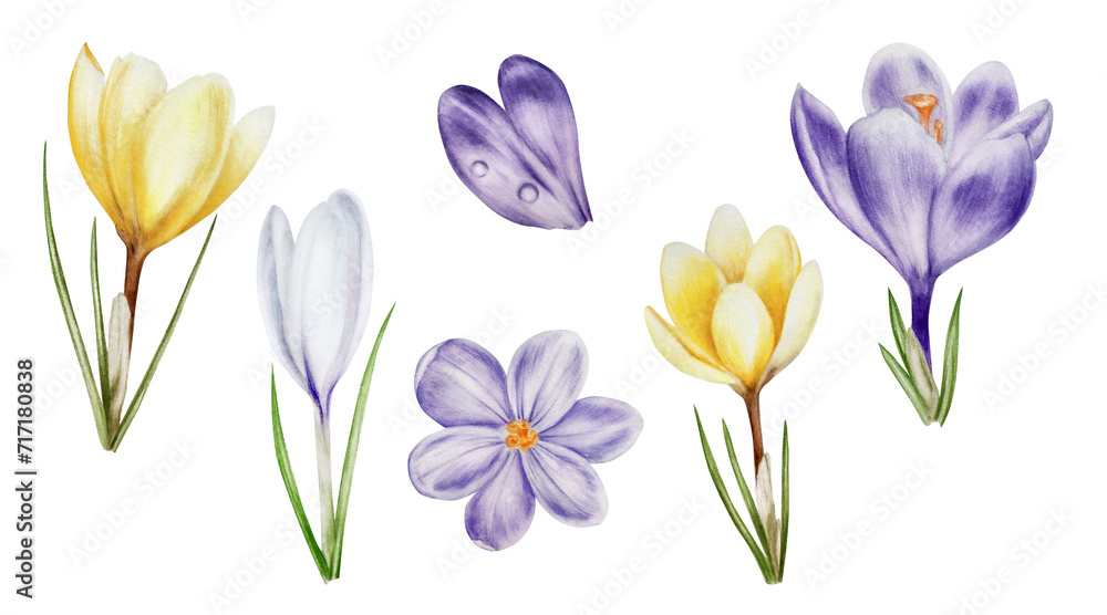 Obraz premium Watercolor set with yellow, purple and white blooming crocus flowers isolated on white background. Spring and easter botanical hand painted saffron illustration. For designers, wedding, decoration, p