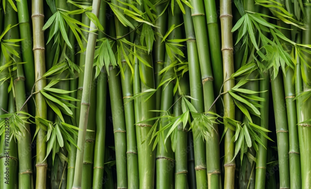 Green bamboo wall background. Close up of green bamboo wall texture. Green bamboo wall background. Close up of green bamboo wall texture.