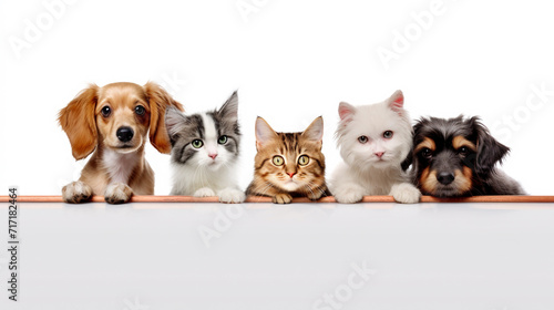 Cute dogs and cats together hanging paws over white horizontal website banner, AI Generative. © Miry Haval
